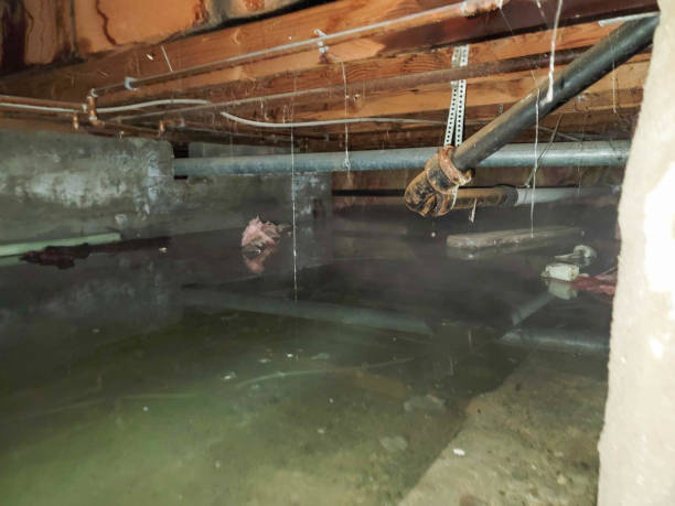 Best Basement water damage restoration  in Buenaventura Lakes, FL